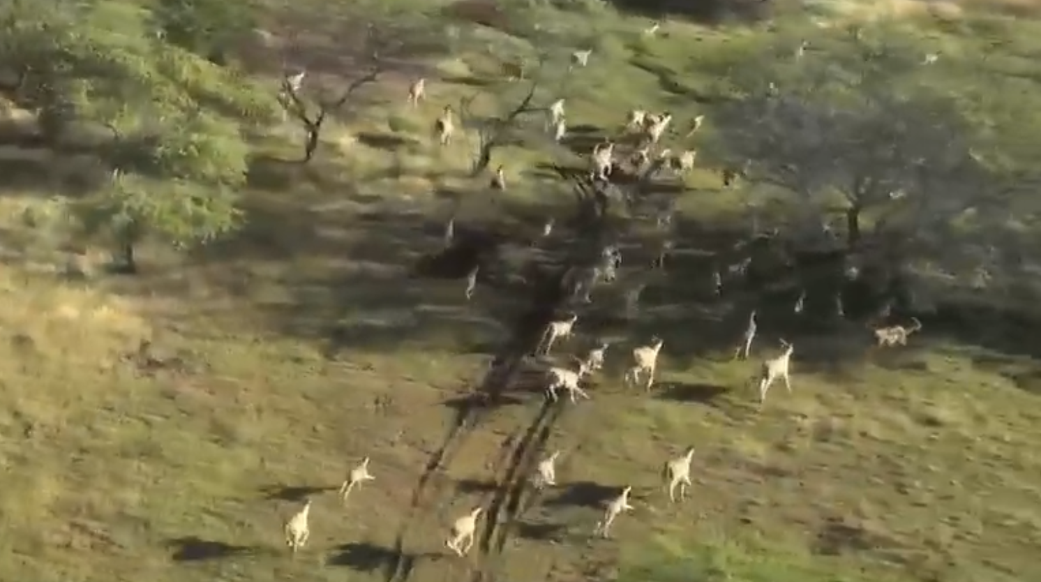 What are these large animals on Niihau?